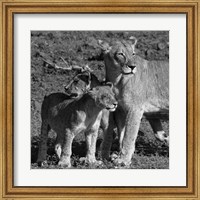 Framed Lioness and Cubs