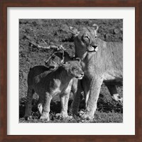 Framed Lioness and Cubs