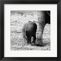 Framed Mama and Baby Elephant II