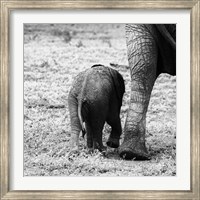 Framed Mama and Baby Elephant II