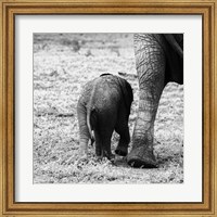 Framed Mama and Baby Elephant II