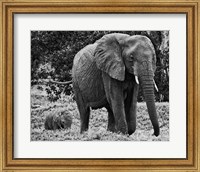Framed Mama and Baby Elephant I