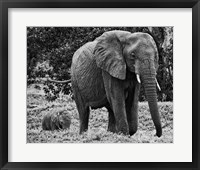 Framed Mama and Baby Elephant I