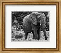 Framed Mama and Baby Elephant I