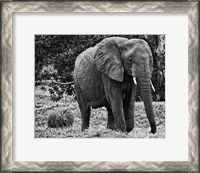 Framed Mama and Baby Elephant I