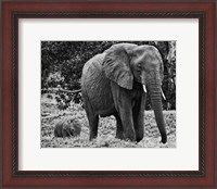 Framed Mama and Baby Elephant I