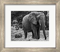 Framed Mama and Baby Elephant I