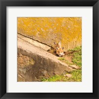 Framed Fox Cubs II