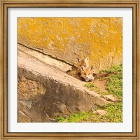 Framed Fox Cubs II