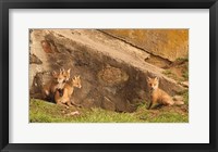 Framed Fox Cubs I