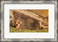 Framed Fox Cubs I