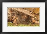 Framed Fox Cubs I