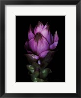Framed Siam Tulip
