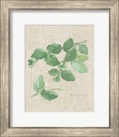 Framed Oregano on Burlap