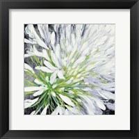 Framed Cleome Splash II Black