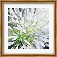 Framed Cleome Splash II Black