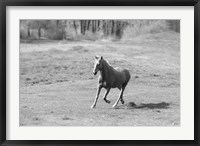 Framed Field Day