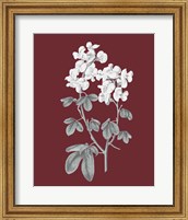 Framed Pomegranate Botanical III