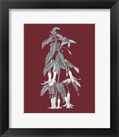 Framed Pomegranate Botanical I