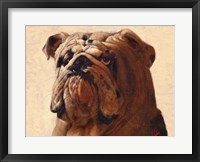 Framed Bulldog