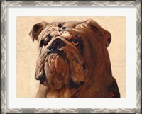 Framed Bulldog