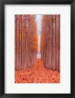 Framed Tree Farm