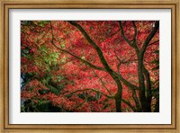 Framed Autumn Beauty