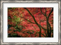 Framed Autumn Beauty