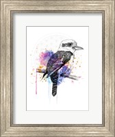 Framed Kookaburra