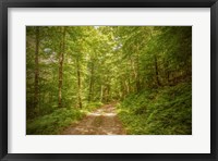 Framed Forest Road