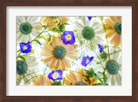 Framed Gerbera flowers and Blue Ensign