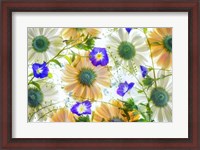 Framed Gerbera flowers and Blue Ensign