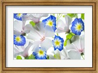 Framed Hybiscus and Blue Ensign flower
