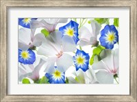 Framed Hybiscus and Blue Ensign flower