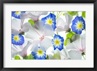 Framed Hybiscus and Blue Ensign flower