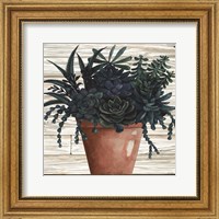 Framed Remarkable Succulents III