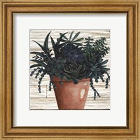 Framed 'Remarkable Succulents III' border=