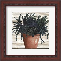 Framed Remarkable Succulents III