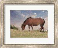 Framed Assataegue Horse