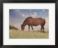 Framed Assataegue Horse