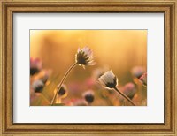 Framed Daisies