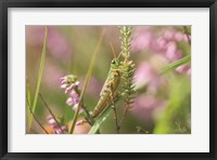 Framed Grasshopper
