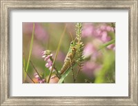 Framed Grasshopper