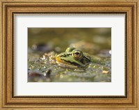 Framed Frog