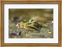 Framed Frog