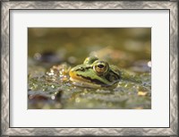 Framed Frog