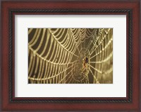 Framed Spider and Her Jewels