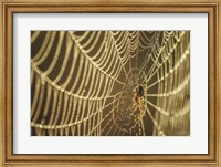 Framed Spider and Her Jewels