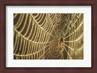 Framed Spider and Her Jewels