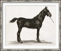 Framed Horse Study 3